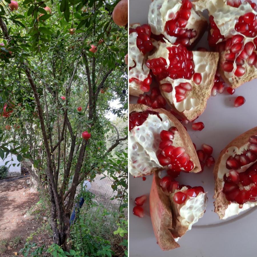 Cirali Friends Pension&Camping Εξωτερικό φωτογραφία